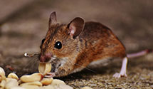 opossum-control Experts in Lexington